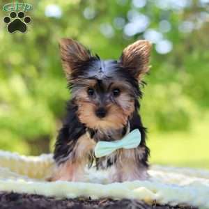 Ollie, Yorkie Puppy